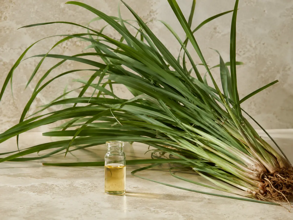 Citronella