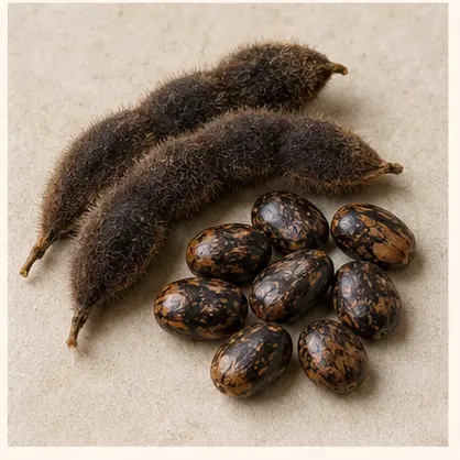 Kaunch Seed & Powder