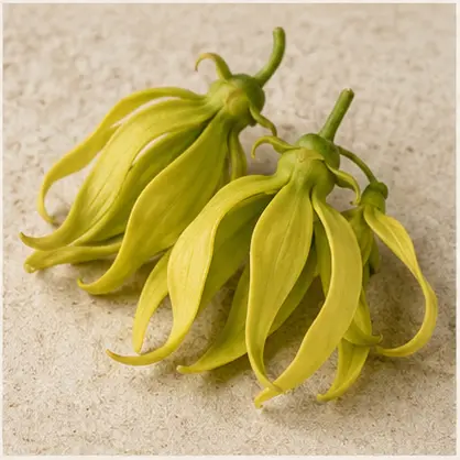 Ylang Ylang Oil